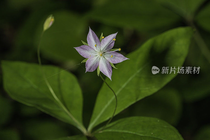 报春花(Lysimachia latifolia)是报春花科(Primulaceae)报春花属(Trientalis latifolia)的一种。太平洋星花是一种低矮的多年生植物(5 - 30厘米(2.0 - 12英寸))，叶长2.5 - 9厘米(0.98 - 3.5英寸)